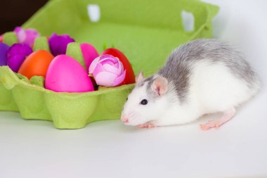 Paskalya 2020 Çin Yeni Yılı 'nın sembolüdür. Güzel ve çekici fare