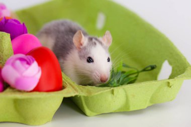 Paskalya 2020 Çin Yeni Yılı 'nın sembolüdür. Güzel ve çekici fare