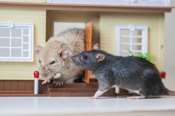 Rats family come out of the house. Friendly family — Stock Photo, Image