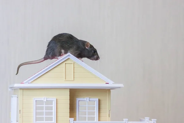 Black rat on the roof of a yellow house. — Stock Photo, Image