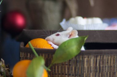 Tatlı çizgili beyaz-kırmızı çizgili güzel beyaz bir fare. Yeni