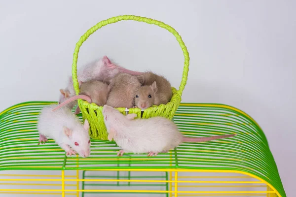 Ratten hell in einem Käfig mit Grasfarbe auf weißem Hintergrund. — Stockfoto