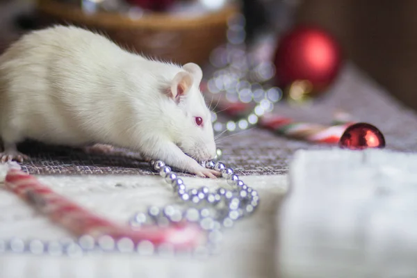 Una hermosa rata blanca con un dulce caramelo rayado blanco rojo. Nuevo — Foto de Stock