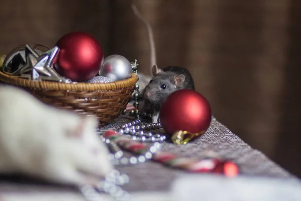 A beautiful white rat with a sweet candy striped white - red. New — Stock Photo, Image