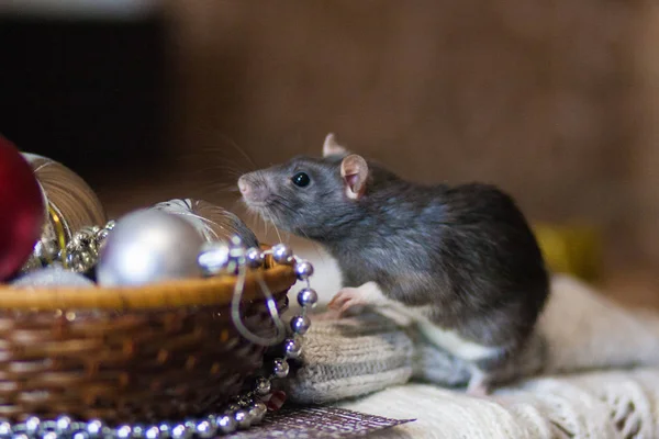 Souris grise avec une boîte de bijoux en argent. symbole du chinois — Photo