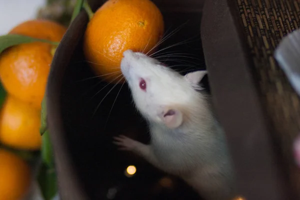 Szczur jest biały i pomarańczowy. witaminy — Zdjęcie stockowe