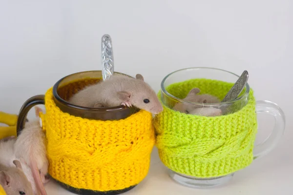 Diet koncept.. Råttor äter matförråd. Osanitära förhållanden. Råttor i en mugg te. — Stockfoto
