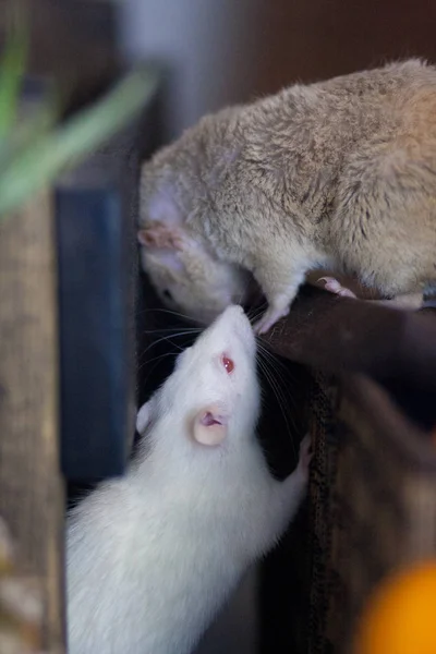 Ratos brancos e bege cheiram um ao outro em uma reunião. Juntos — Fotografia de Stock