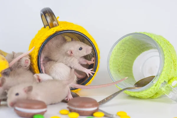 Ernährung ist das richtige Konzept.. Ratten fressen Nahrungsvorräte. unhygienische Zustände. Ratten in einem Becher Tee. — Stockfoto