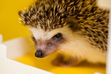 Afrikalı kirpi kirpisi. Portre. Kızgınlık kavramı