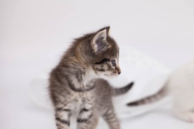 Profildeki sevimli kedi yavrusu. kürklü