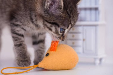 Şirin kedi yavrusu sarı bir oyuncak yakaladı.