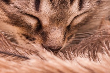 the kitten sleeps hiding behind its tail. concept of leep