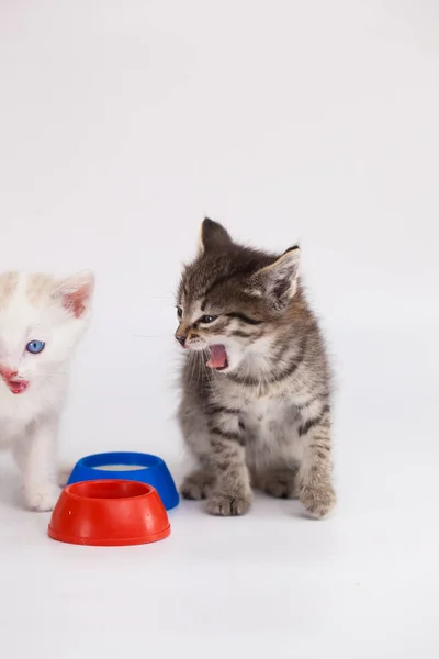 Gatinho bonito bebe um pouco de água de um — Fotografia de Stock