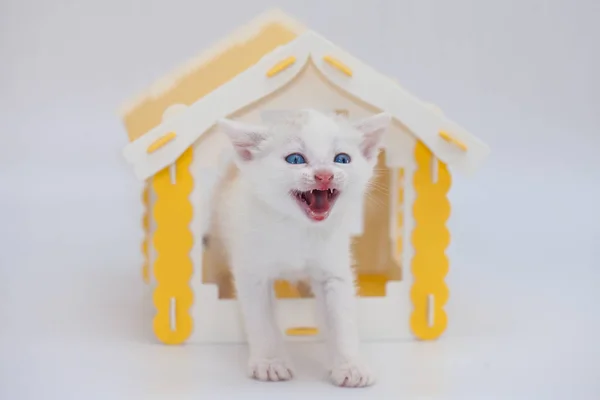 Cute kitten on a white — Stock Photo, Image
