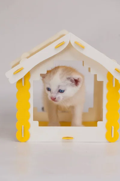 White kitten in a yellow house on a white — Stock Photo, Image