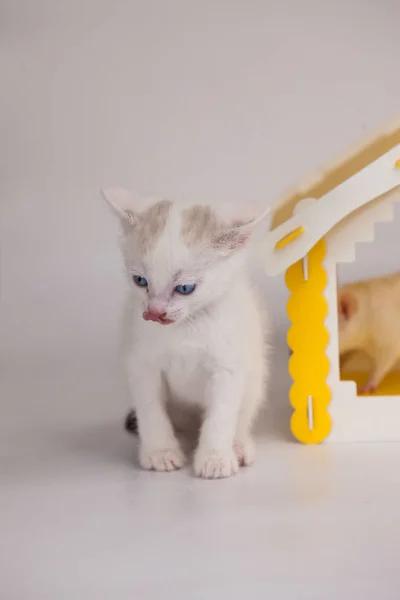 Gatito blanco en una casa amarilla sobre un blanco —  Fotos de Stock