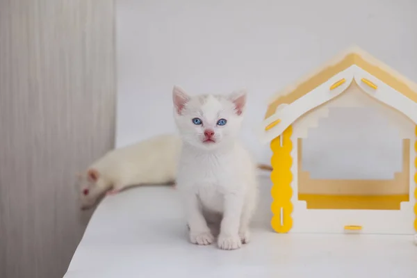 Gatinho branco em uma casa amarela em um fundo branco — Fotografia de Stock