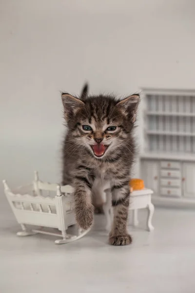 Cute kitten among cheese and wooden — Stock Photo, Image