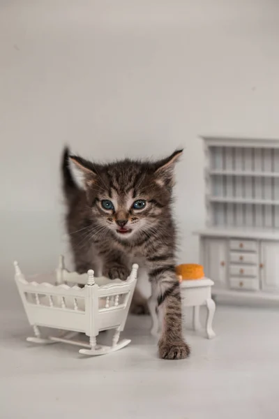 Söt kattunge bland ost och trä — Stockfoto