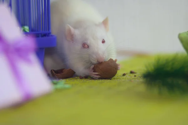 O rato branco come uma noz. nutrição adequada . — Fotografia de Stock