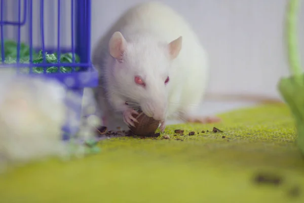 White rat eats nuts. laboratory — Stok fotoğraf