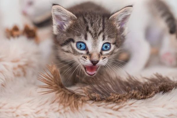 Ciemny kotek na jasnym tle. piękny i delikatny kotek, — Zdjęcie stockowe