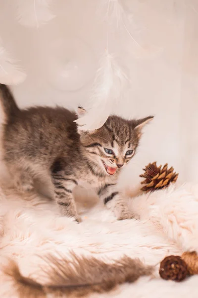 Gatito oscuro sobre un fondo claro. gatito hermoso y tierno , — Foto de Stock