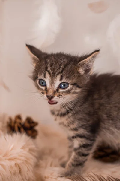 Dark kitten on a light background. beautiful and tender kitty, — ストック写真