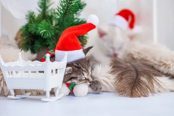 2 weiße süße Kätzchen in Santa Claus Weihnachten — Stockfoto