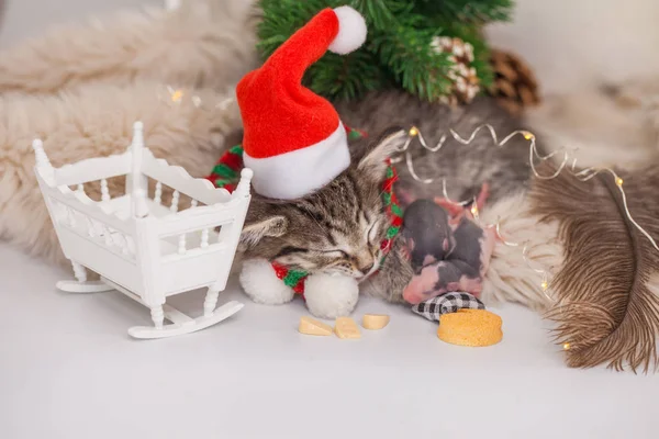 Привлекательный котенок в шляпе Санты с маленькими крысами. кошка мышей с белой кроватью качалки кресло и сыр. милые животные — стоковое фото
