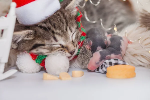Aantrekkelijk poesje in een kerstmuts met kleine ratten. Kattenmuizen. schattig — Stockfoto