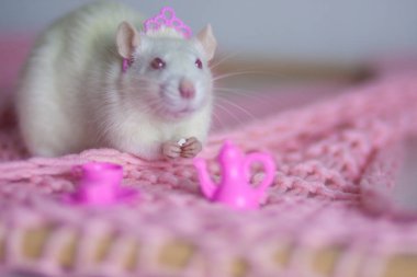 Beyaz fare ve çay partisi. Oyuncak ev ve evcil hayvanlar. Huzurlu bir hayat