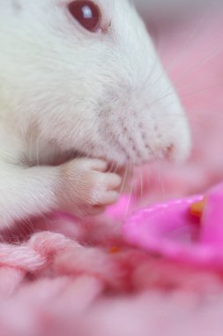 Beyaz fare ve çay partisi. Oyuncak ev ve evcil hayvanlar. Huzurlu bir hayat