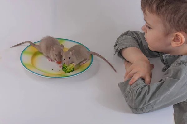 Nutrição para crianças. Um rapaz e dois ratos num prato. invulgar — Fotografia de Stock