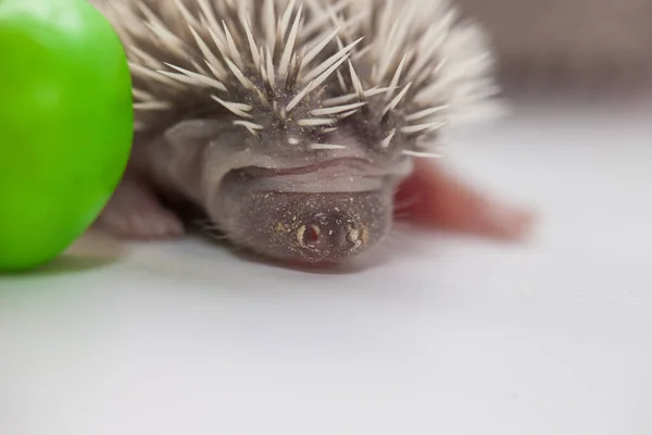 Ninho de erva e ouriço. Hedgehog baby — Fotografia de Stock