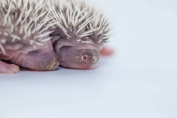Nido de hierba y erizo. Hedgehog bebé —  Fotos de Stock