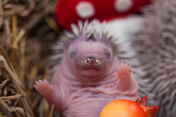 Nido de hierba y erizo. Hedgehog bebé —  Fotos de Stock