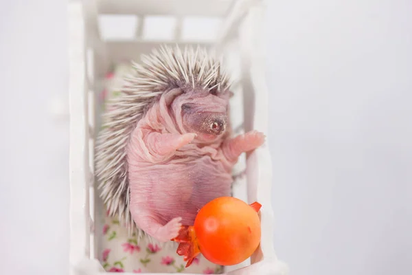 Cradle and hedgehog. Hedgehog kid in a wooden trowel sleeps — Stok fotoğraf
