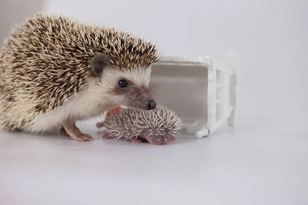 Motherhood. Hedgehog mom and baby hedgehog on a white background next — Stockfoto