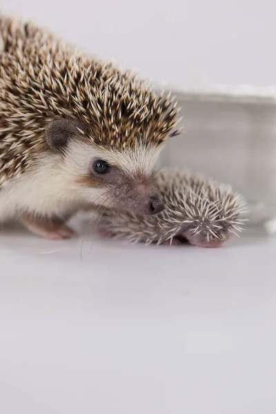 Motherhood. Hedgehog mom and baby hedgehog on a white — Stockfoto