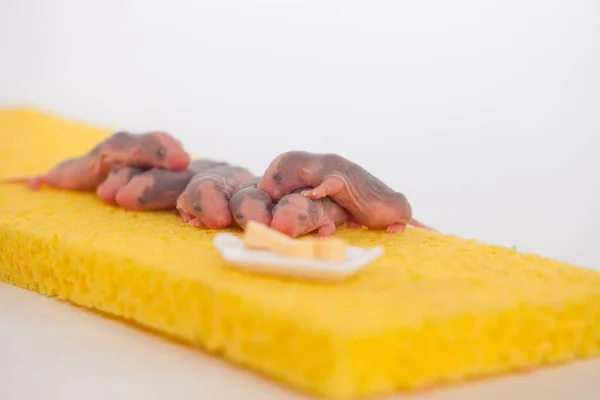 Ratten zijn pasgeborenen. Schattige en mooie baby ratten op een geel — Stockfoto