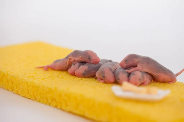 Rats are children newborns. Cute and beautiful baby rats on a yellow — Stok fotoğraf