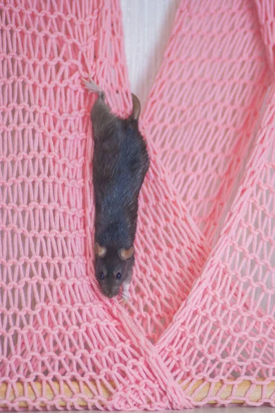 Šedá krysa šplhá po růžovém plátně podél zdi. Všudypřítomní hlodavci. — Stock fotografie