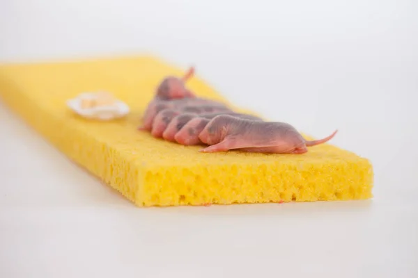 Ratten zijn pasgeborenen. Schattige en mooie baby ratten op een geel — Stockfoto