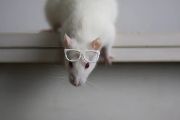 Rat with reading glasses. rat bureaucrat. brilliant pets. smart rat — Stockfoto