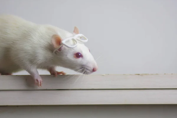 Rat with reading glasses. rat bureaucrat. brilliant pets. smart rat — ストック写真