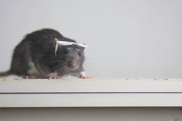 Rato com óculos de leitura. burocrata rato. animais de estimação brilhantes. rato inteligente — Fotografia de Stock