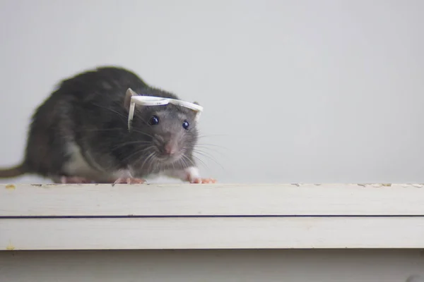 Rat with reading glasses. rat bureaucrat. brilliant pets. smart rat — Stok fotoğraf