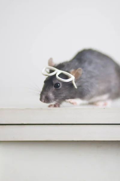 Щур з окулярами для читання. щуряче бюро. блискучі домашні тварини. розумний щур — стокове фото